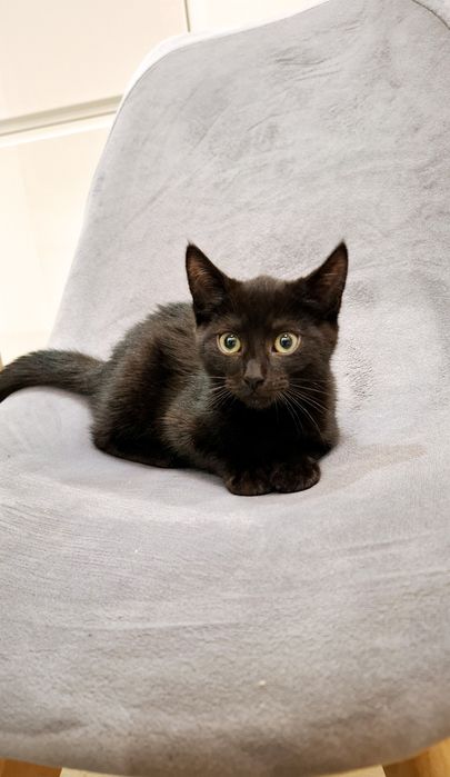 Arinka słodka czarnulka