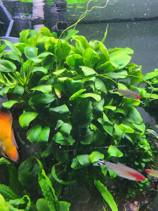 Rośliny akwariowe z przycinki