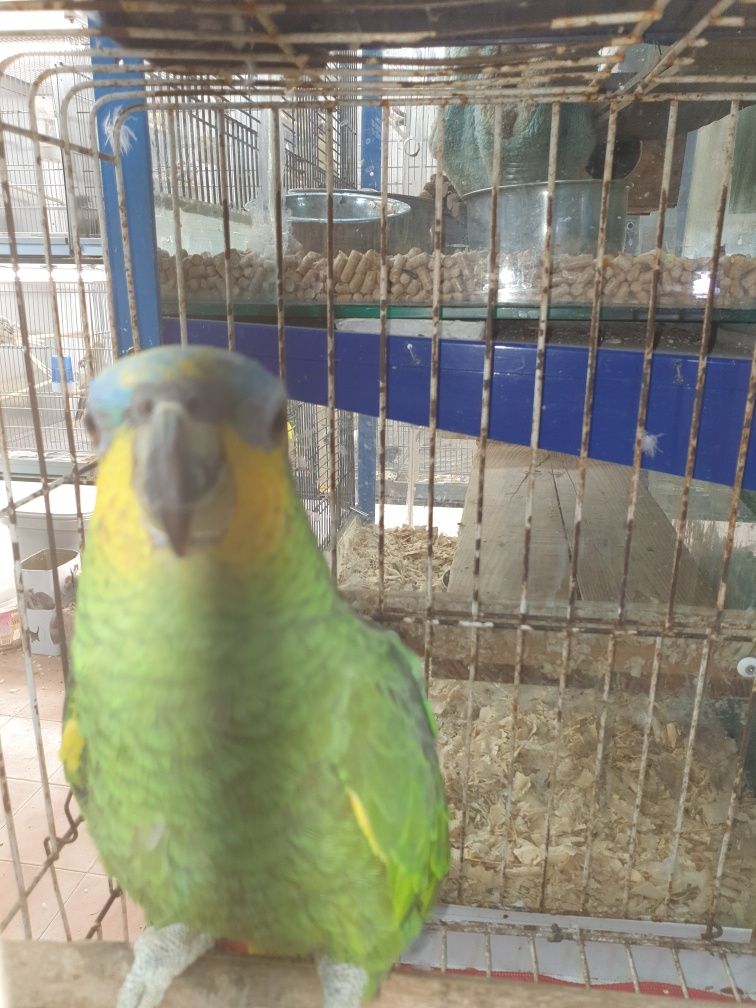 Papagaio amazónica