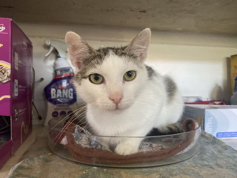 Pokochaj kocurka Puszek do adopcji
