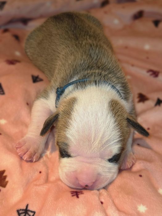 Mocny Efektowny Samiec American Staffordshire Terrier  AmstaffZKwP FCI