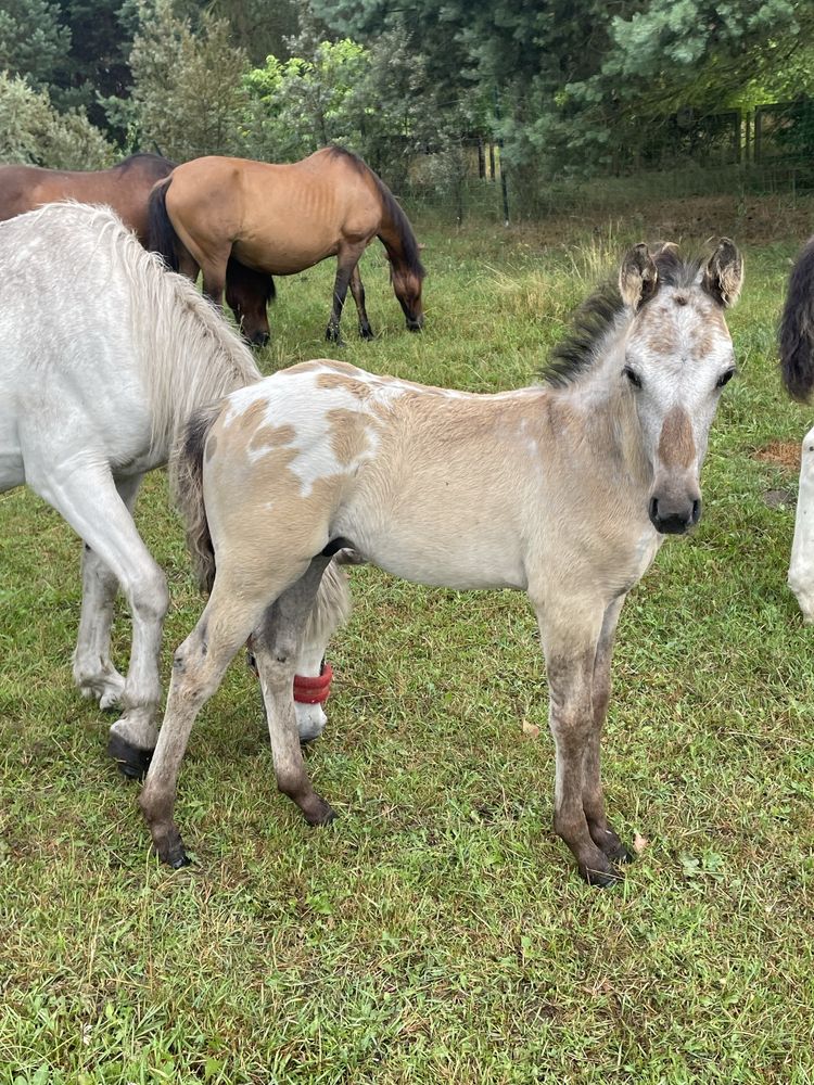 Tegoroczny Ogierek hucuł x appaloosa