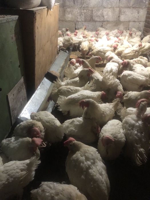 Продам річних курей