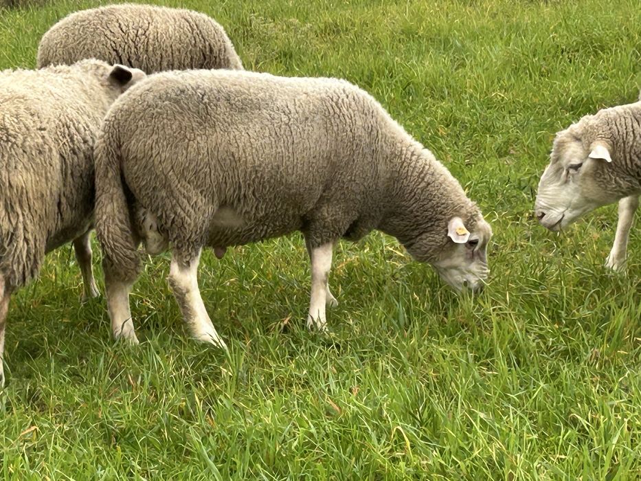 Sprzedam pieknego barana miesnego