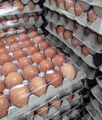Продаж інкубаційних яєць різних порід курей