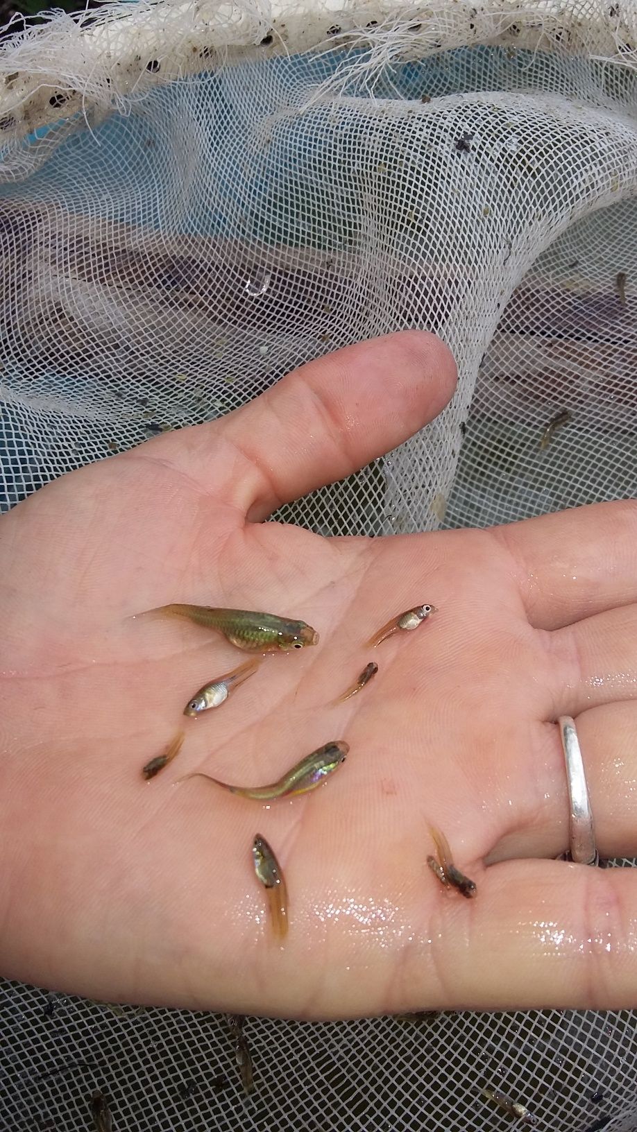 Peixe mosquito / Gambusia Affinis - Faço envios