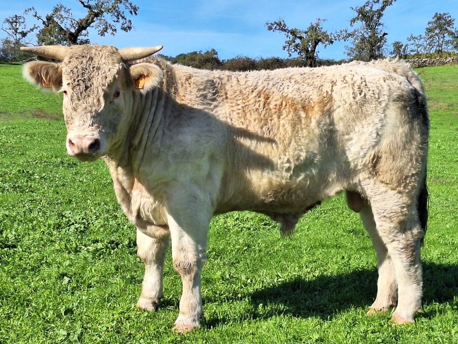 Novilho charoles puros