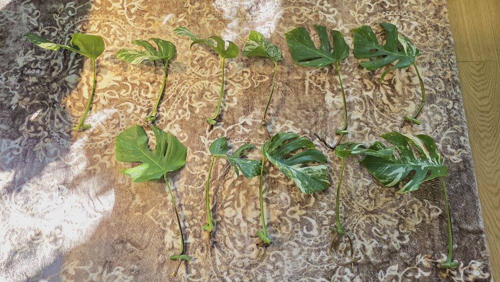 Monstera Variegata sadzonka liściowa 11 sztuk szczepka