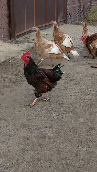 Півень.Лівенська ситцева.