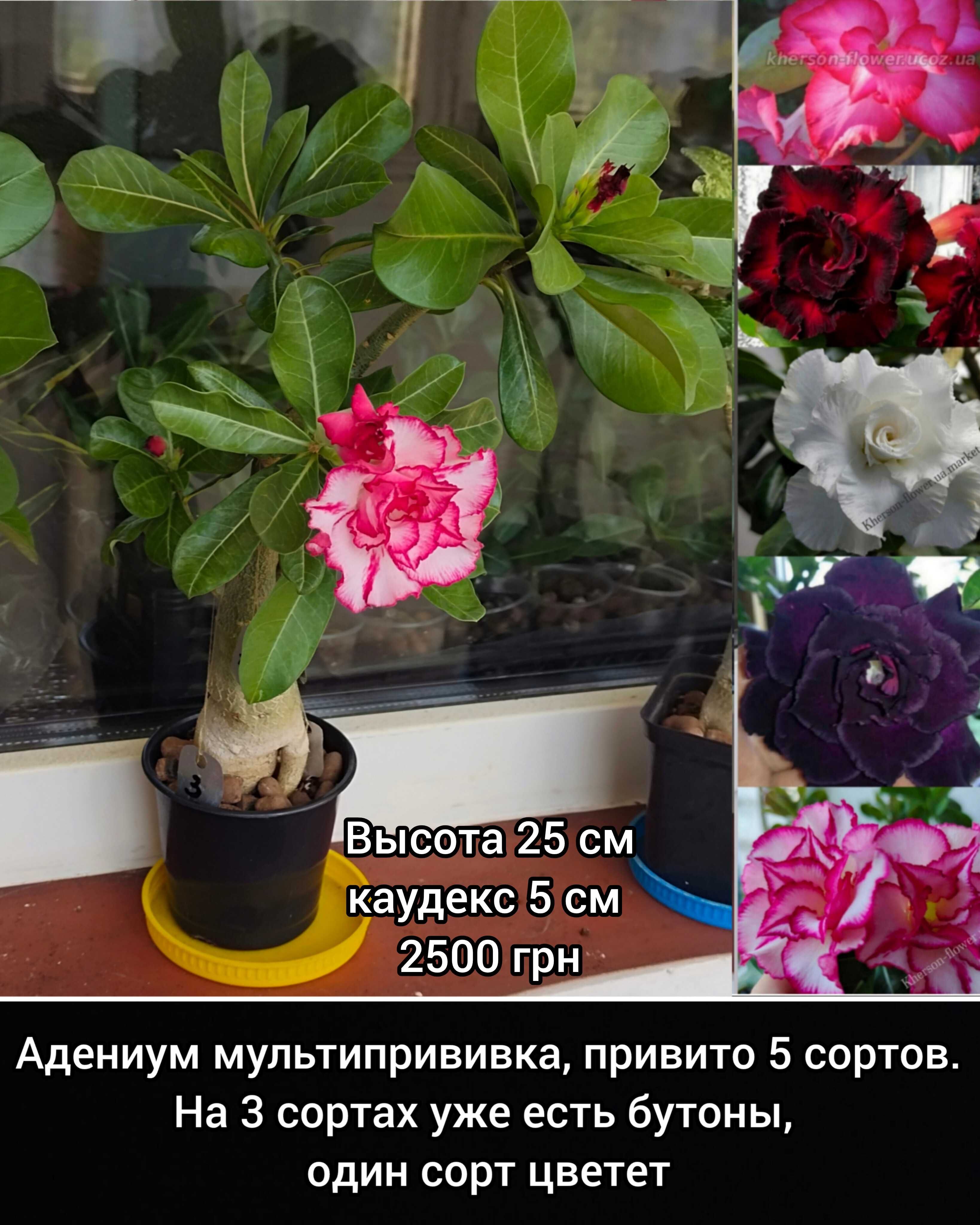 Адениум привитый белый махровый