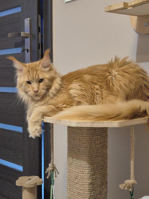 Lion Cudny Kocur Maine Coon