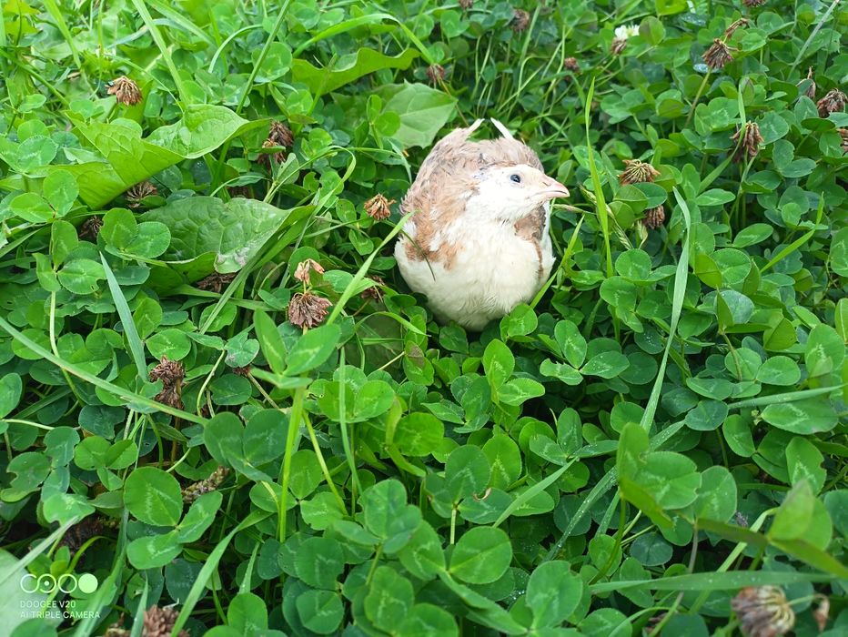 Перепілка Селадон