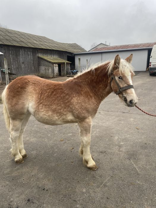 Źrebica zimnokrwista 7 miesięcy