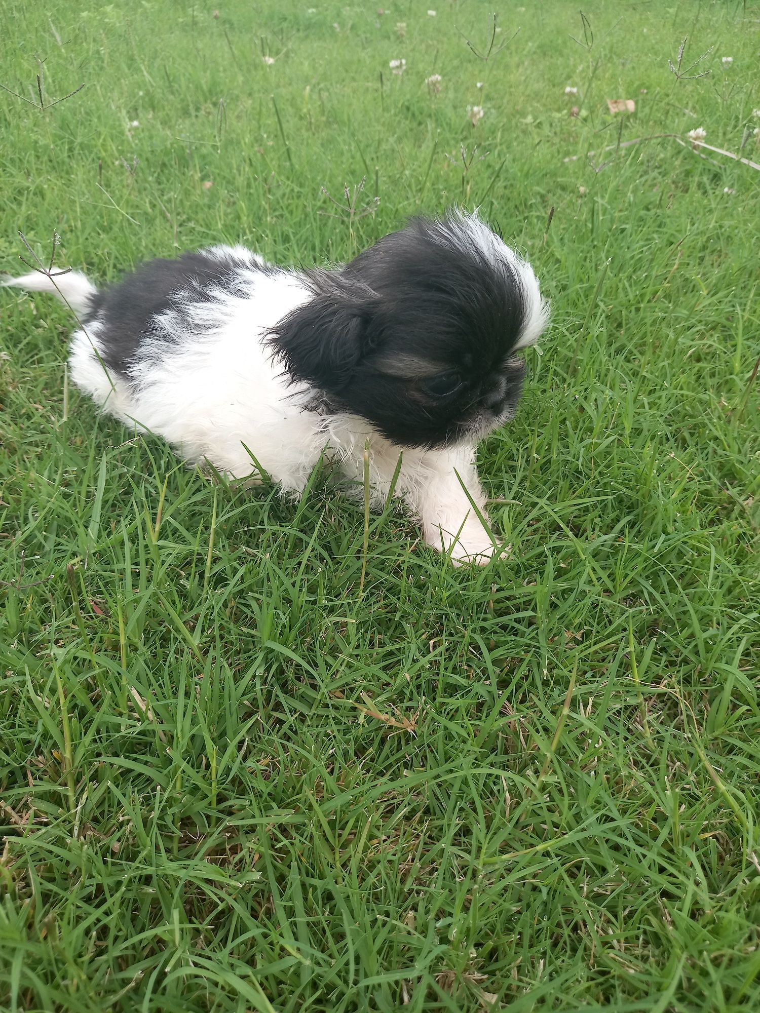 Menino  shih-tzu