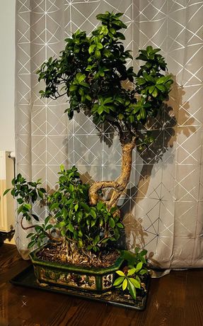 Ficus Bonsai 130 cm