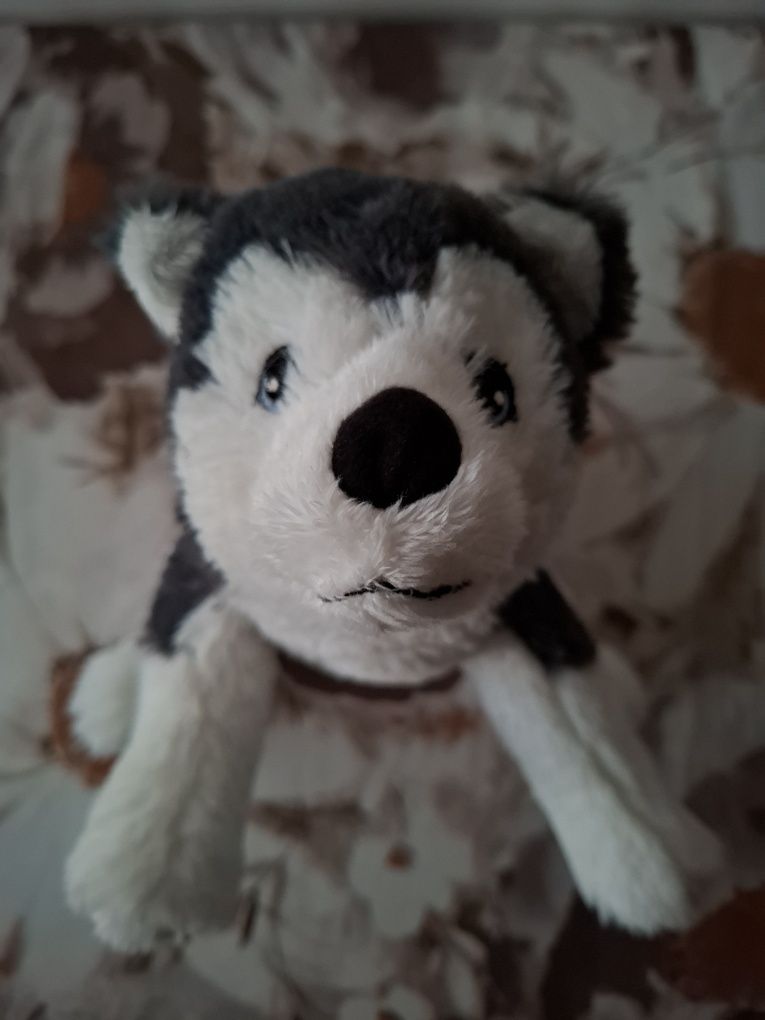 Maskotka pies husky