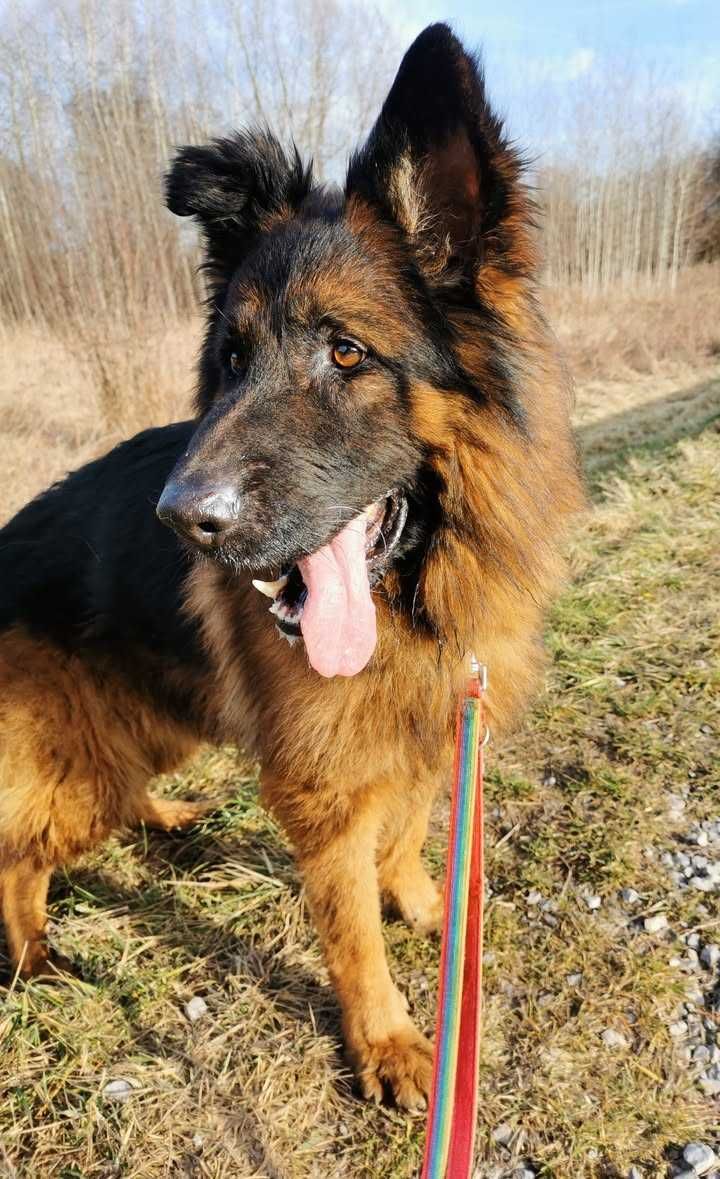Axel czeka na dom...