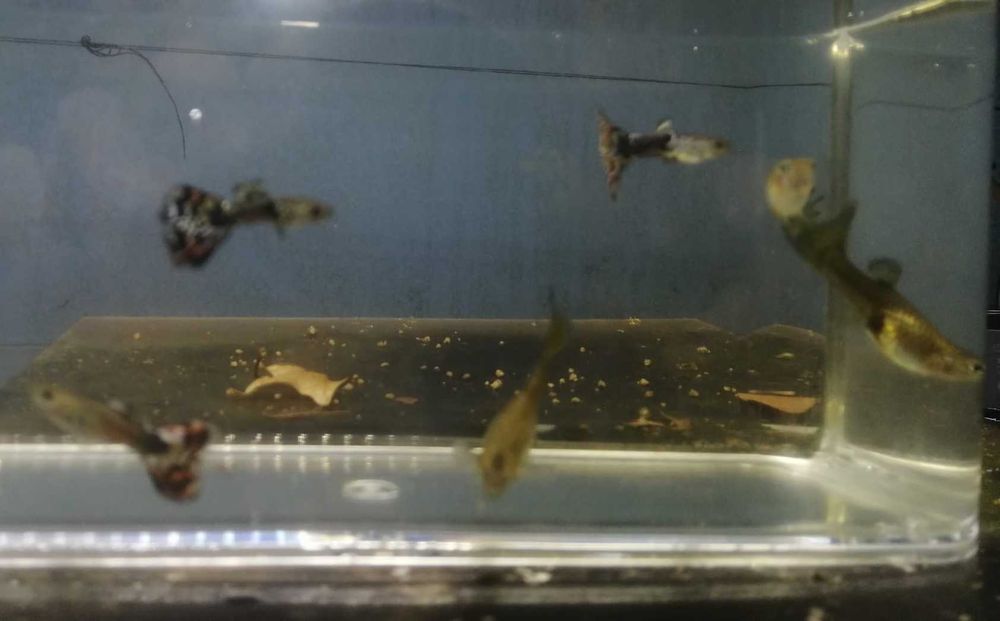 Guppy's   3 Fêmeas + 3 Machos   5€