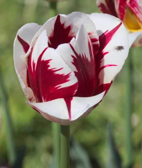 Tulipany zestaw 6 dwukolorowych odmian razem 48 cebulek za 77 zł