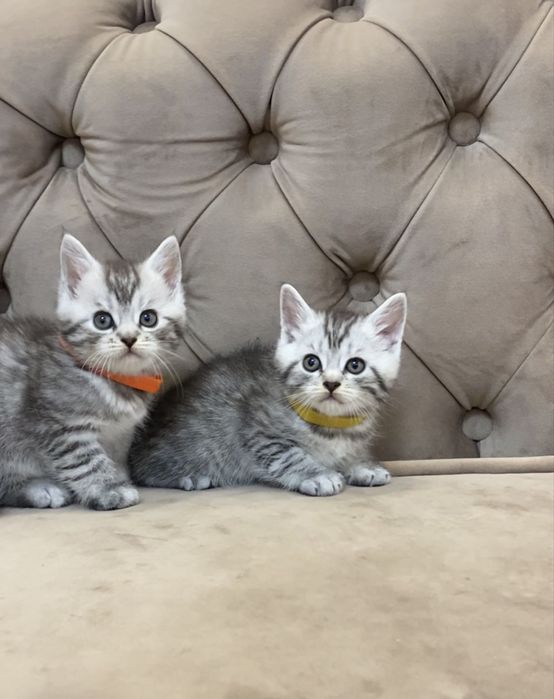 Шотландські кошенята