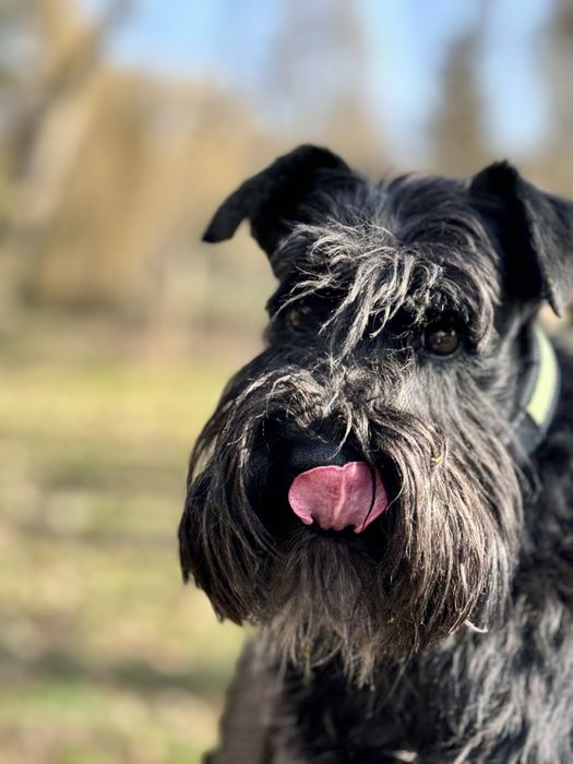 Цвергшнауцер шукає пару