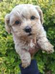 Maltipoo piesek mini xs maltańczyk/pudel miniaturowy chłopak