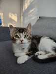 Kotka do adopcji Beza
