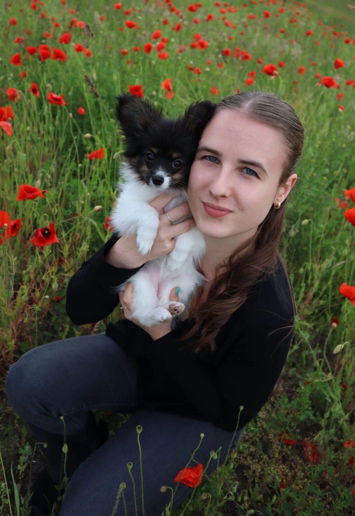 Papillon ZKWP/FCI- Suka- urodzona 13.03.2025r.