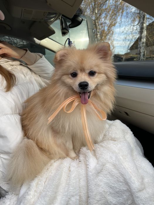 Померанські шпіци — Маленькі щастячка готові до переїзду