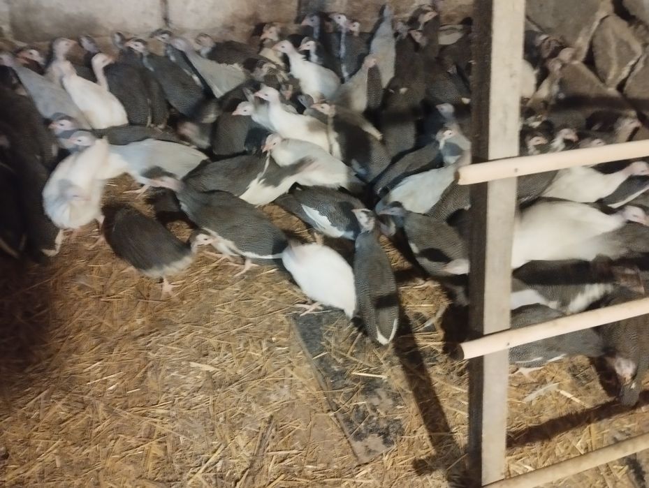 В наявності є цесаркі .