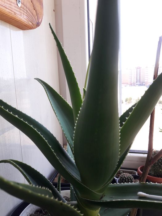 Алое великі різні: деревовидне.