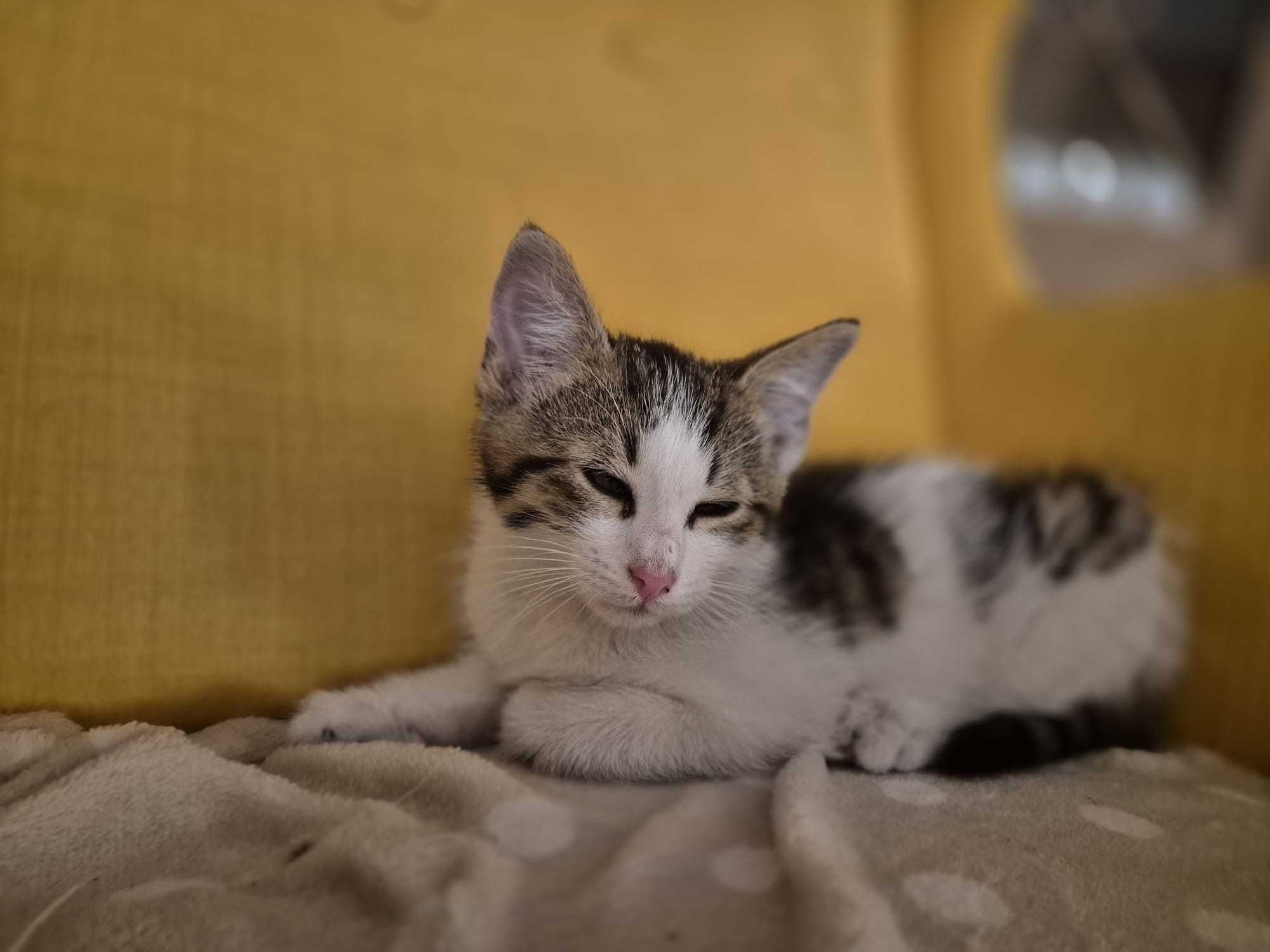 Słodka  kotka do adopcji
