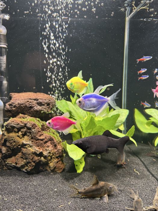 Sprzedam glonojada tetry i molinezje