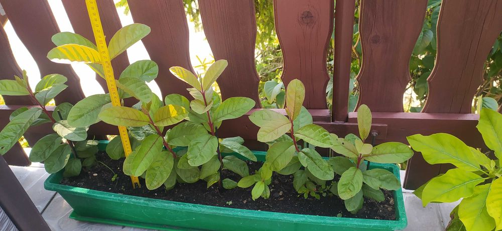 Guava gujawa sadzonka