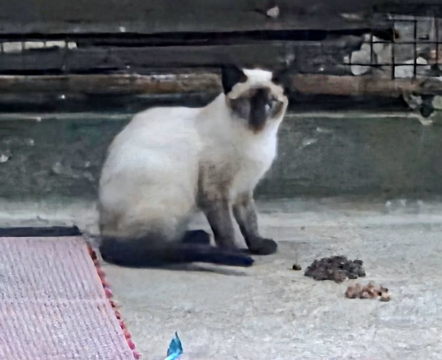 Gato Siamês - adopção responsavel