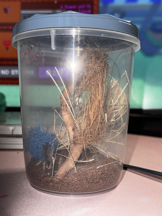 holconia murrayensis pająk właściwy + pudełko