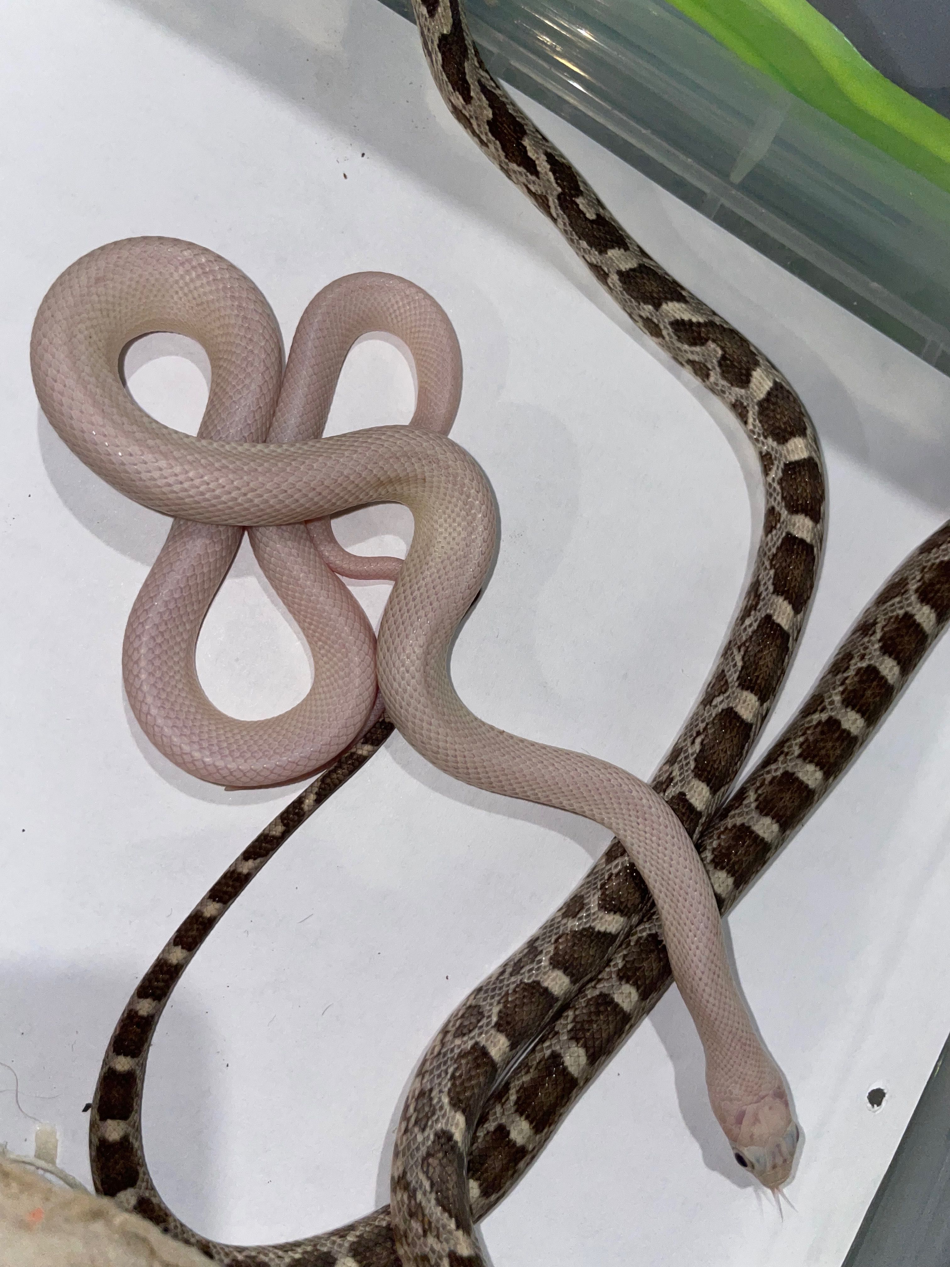 Техаський білий полоз Pantherophis obsoletus leucistic