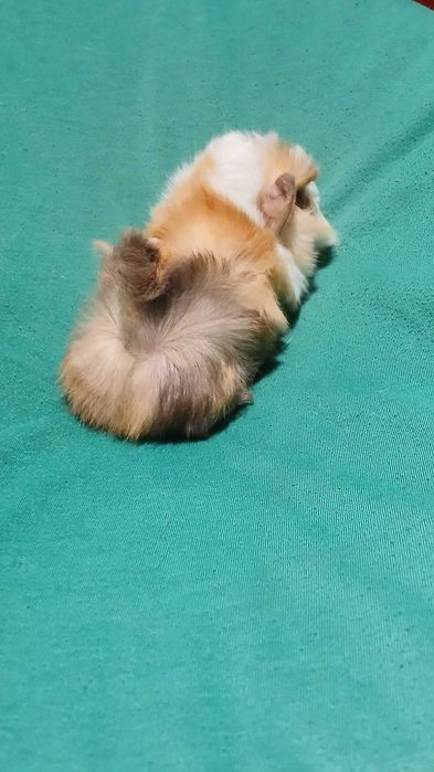 Морська свинка, розетка.