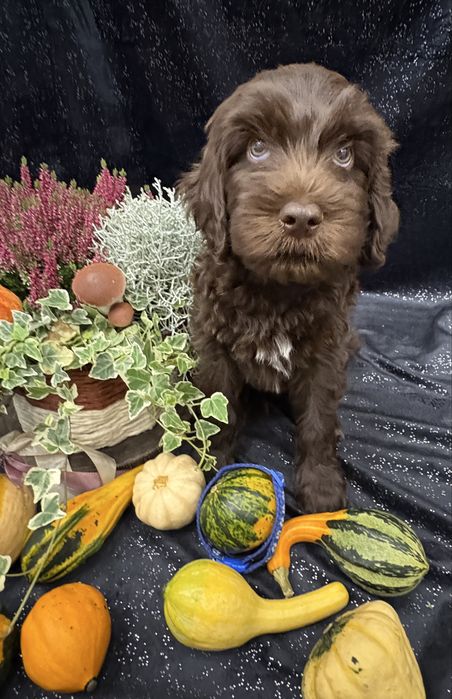 GOTOWY Do ODBIORU  barbet francuski pies dowodny, nie doodle, cockapoo