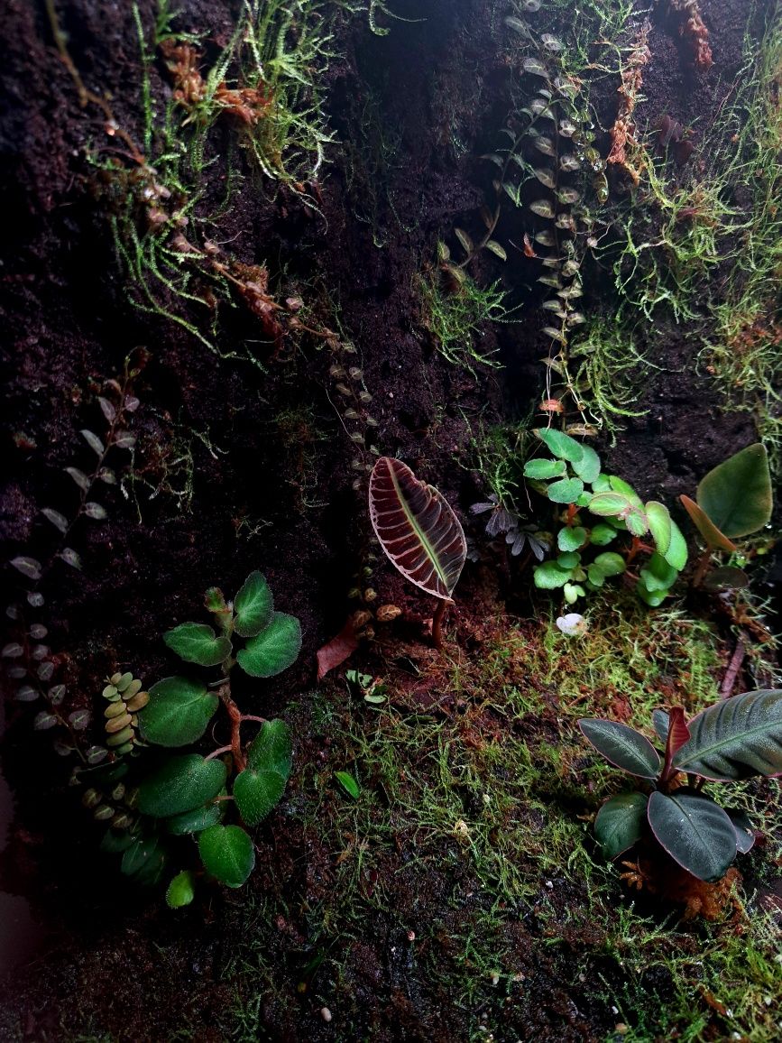 Paludarium Repti Planet 60x45x60