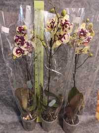Орхідея фаленопсис,на подарунок,під замовлення, уцінка
