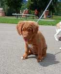 Nova Scotia Duck Tolling Retriever - suczka  ZKwP / FCI