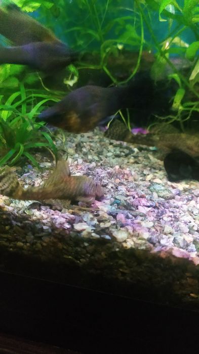 Акварімні рибки, рослини