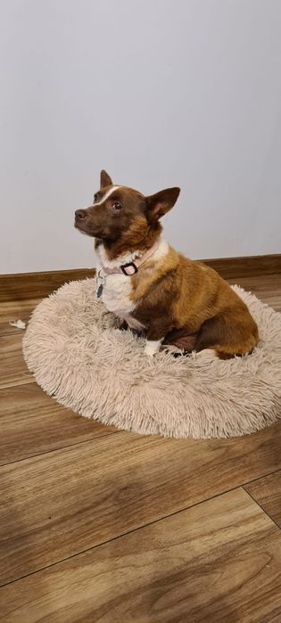 Do Adopcji, do kochanego domu Elunia