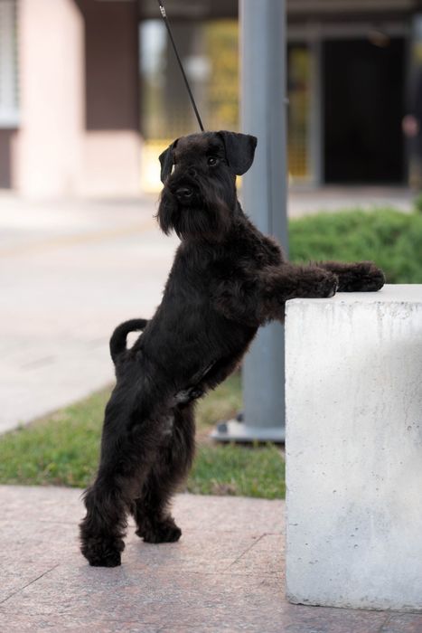 Цвергшнауцер для вязки