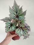 Planta Begonia rex B2