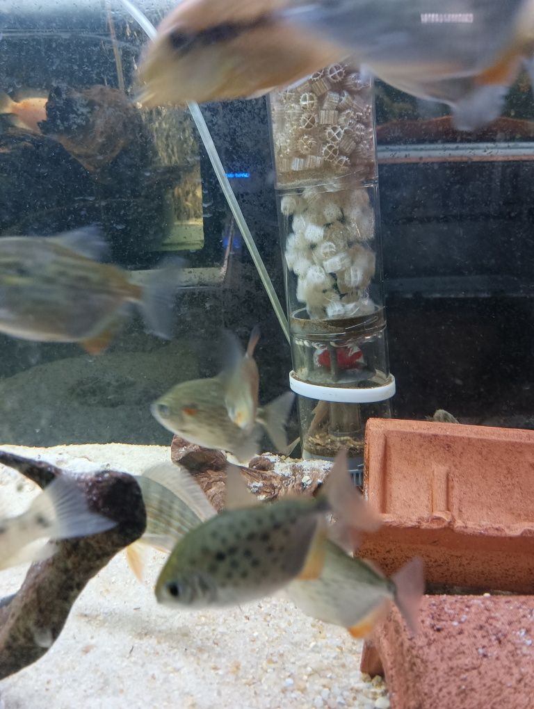 metynnis maculatus 3/4cm
