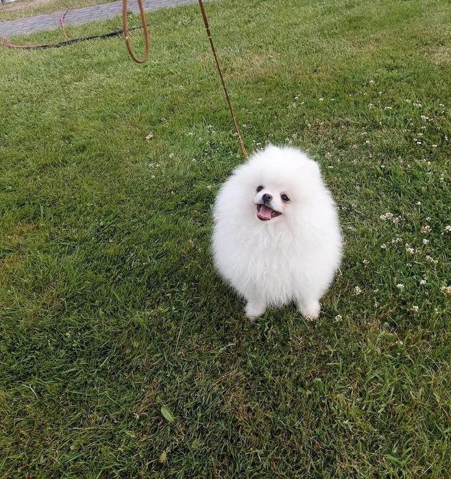 Biały pomeranian piesek bez wad