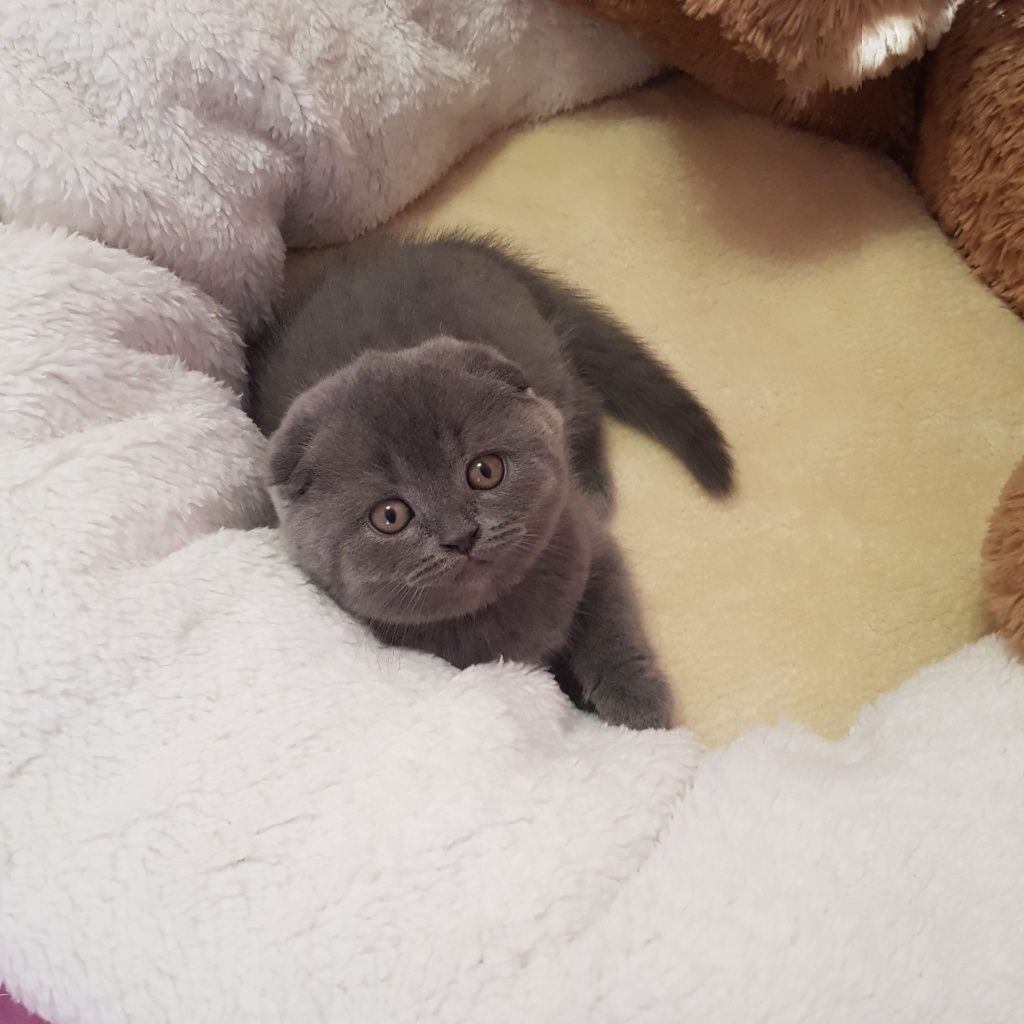 Scottish fold azul