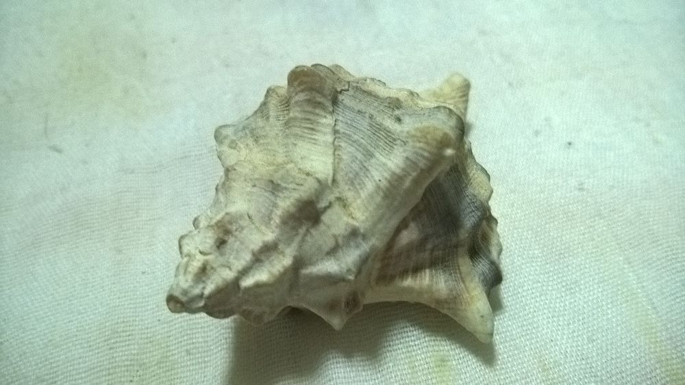 Búzio castanho e bege NOVO